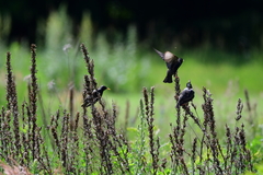 Sturnus vulgaris
