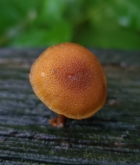 Phaeomarasmius proximans