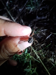 Zachaeus crista