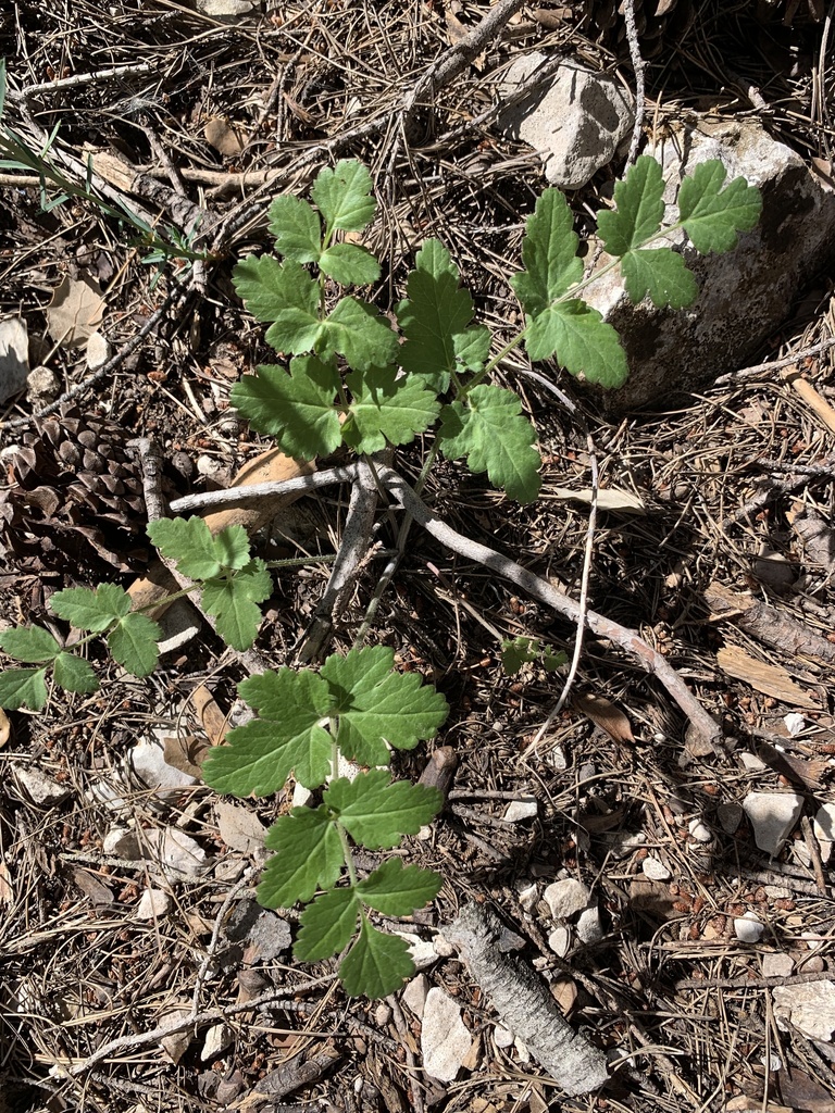 Pimpinella espanensis