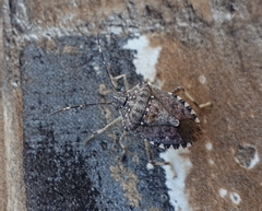 Halyomorpha halys