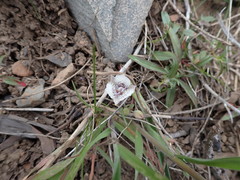 Calochortus tolmiei