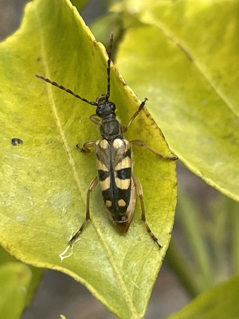 Xestoleptura
