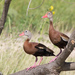 Black-bellied Whistling-Duck - Photo (c) Greg Lasley, some rights reserved (CC BY-NC), uploaded by Greg Lasley