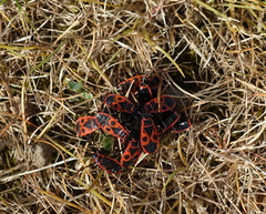 Pyrrhocoris apterus