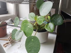 Pilea peperomioides