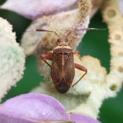 Notholopus