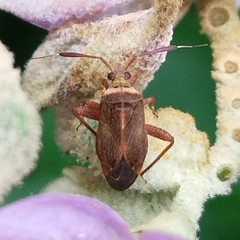Notholopus