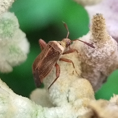 Notholopus