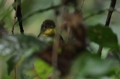 Phyllastrephus icterinus