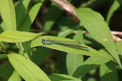Coenagrion puella