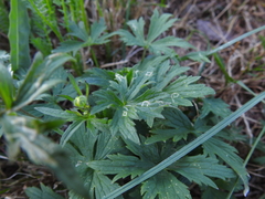 Phytomyza ranunculivora