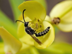 Poecilotiphia guichardi