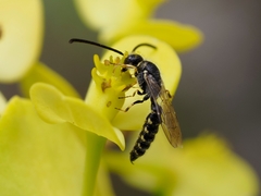 Poecilotiphia guichardi