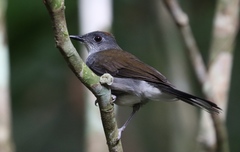 Alethe diademata