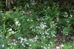 Ranunculus platanifolius