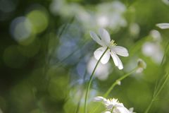 Ranunculus platanifolius
