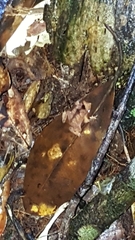 Rhinella proboscidea