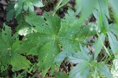 Ranunculus platanifolius