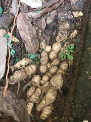 Zingiber officinale
