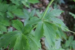 Ranunculus platanifolius