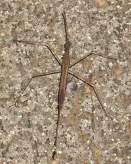 Ranatra quadridentata