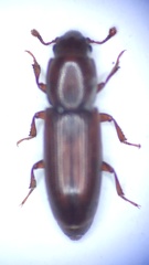 Rhizophagus ferrugineus