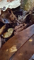 Rhinella proboscidea