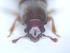 Rhizophagus ferrugineus