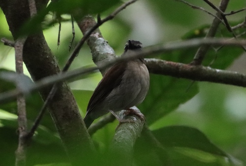 Brown-chested Alethe