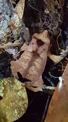 Rhinella proboscidea