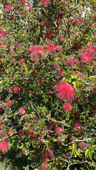 Calliandra californica
