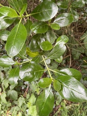 Coprosma repens