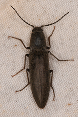 Proludius silvaticus