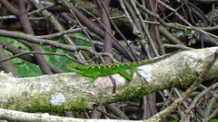 Anolis apollinaris