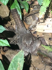 Nyctiphrynus ocellatus