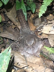 Nyctiphrynus ocellatus