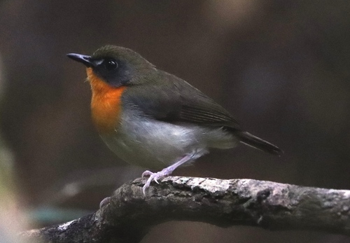 Stiphrornis erythrothorax erythrothorax