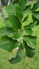 Magnolia acuminata