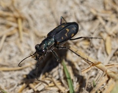 Cicindela haemorrhagica