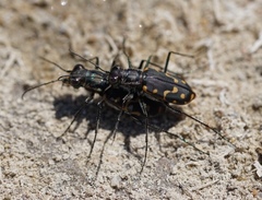 Cicindela haemorrhagica