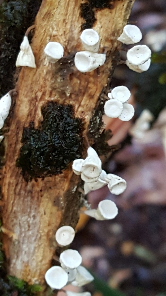 Gymnopus montagnei · June 2018 · photo: © rileypollom (iNaturalist, cc-by)