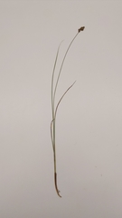 Carex simulata