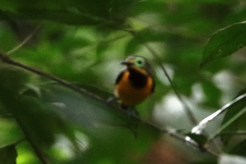 Yellow-bellied Wattle-eye
