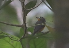 Platysteira concreta