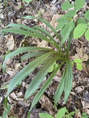 Melanthieae