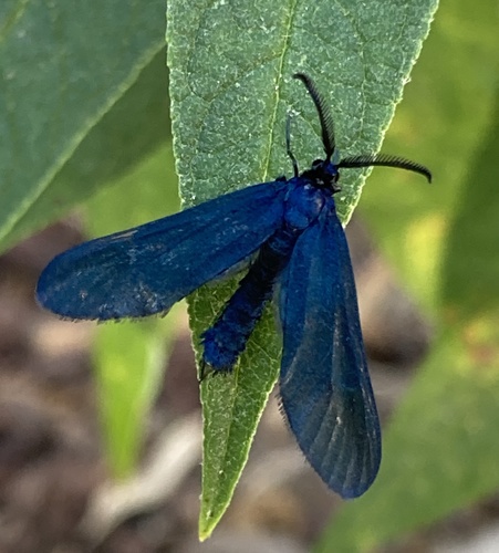 Western Grapeleaf Skeletonizer Moth photo 5
