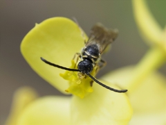 Poecilotiphia guichardi