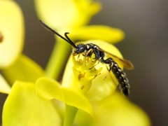 Poecilotiphia guichardi
