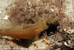 Bathygobius krefftii